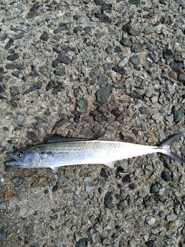 サゴシの釣果