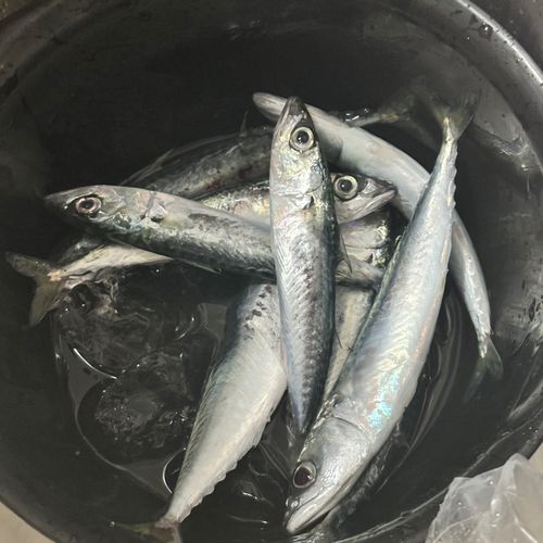苫小牧沖
