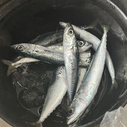 サバ