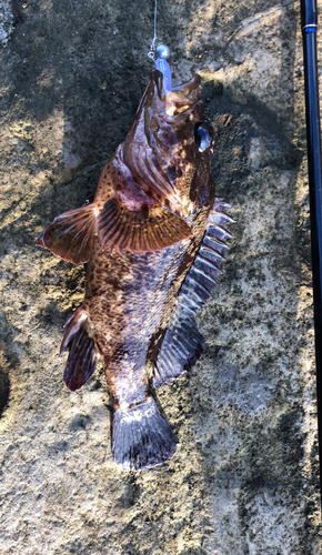 ムラソイの釣果