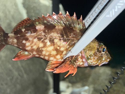 カサゴの釣果