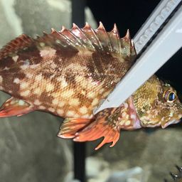 カサゴ