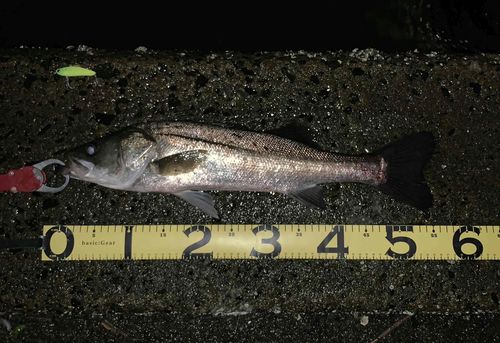 シーバスの釣果