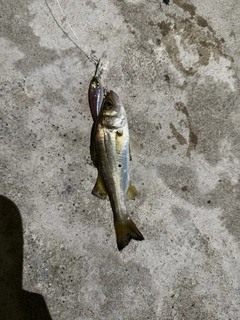 セイゴ(ヒラスズキ)の釣果