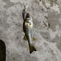 セイゴ（ヒラスズキ）