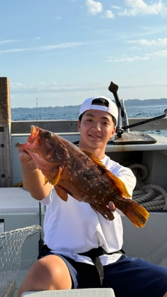 キジハタの釣果