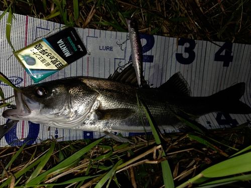 スズキの釣果