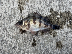 メバルの釣果