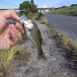 ラージマウスバス