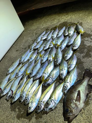 アジの釣果