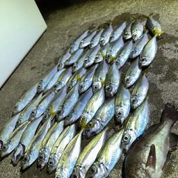 アジ