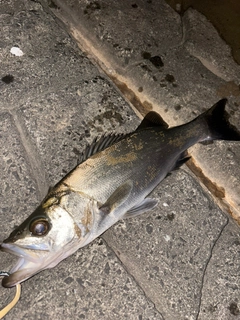 ヒラスズキの釣果