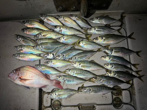 アジの釣果