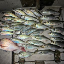 アジ