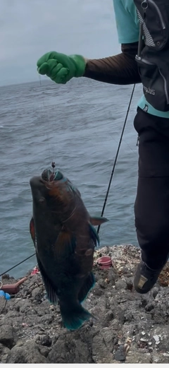 アオブダイの釣果