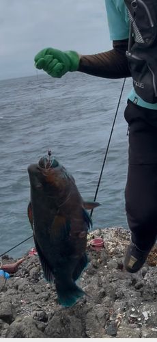 アオブダイの釣果