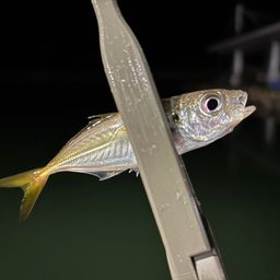 アジ