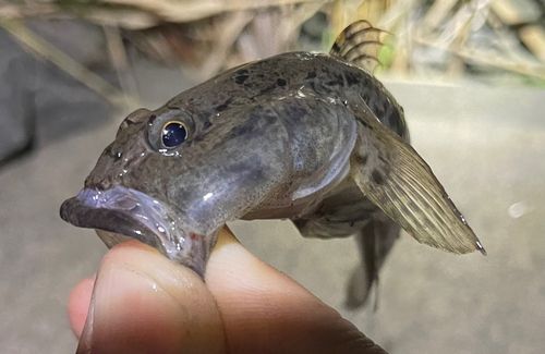 ウロハゼの釣果