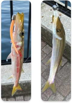 カマスの釣果