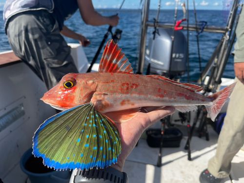 ホウボウの釣果