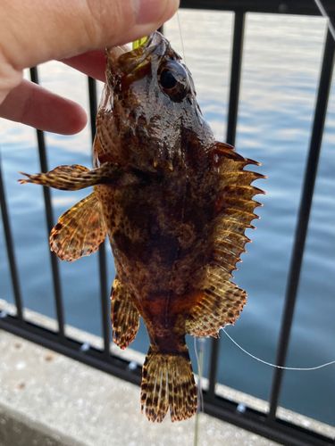 ヨロイメバルの釣果