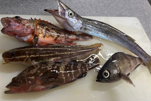 ゴンズイの釣果