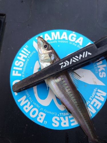 シロギスの釣果