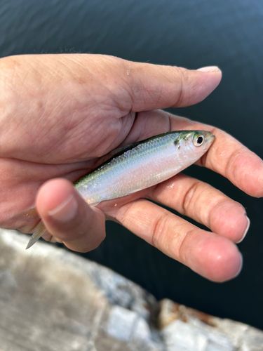 サッパの釣果