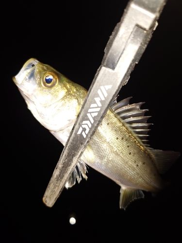 セイゴ（マルスズキ）の釣果