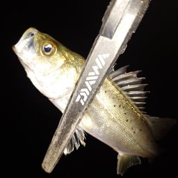 セイゴ（マルスズキ）