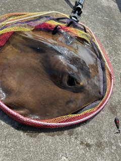 アカエイの釣果