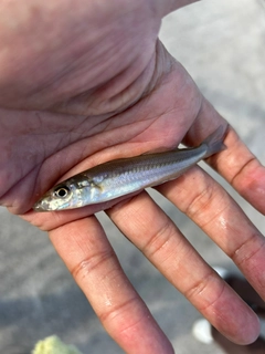 シロギスの釣果
