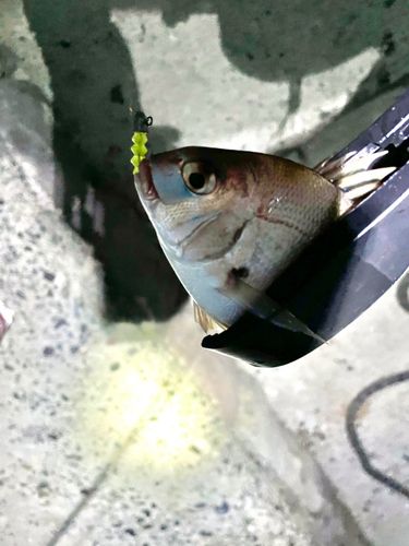 チャリコの釣果