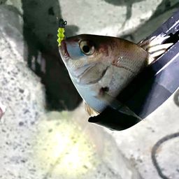 チャリコ