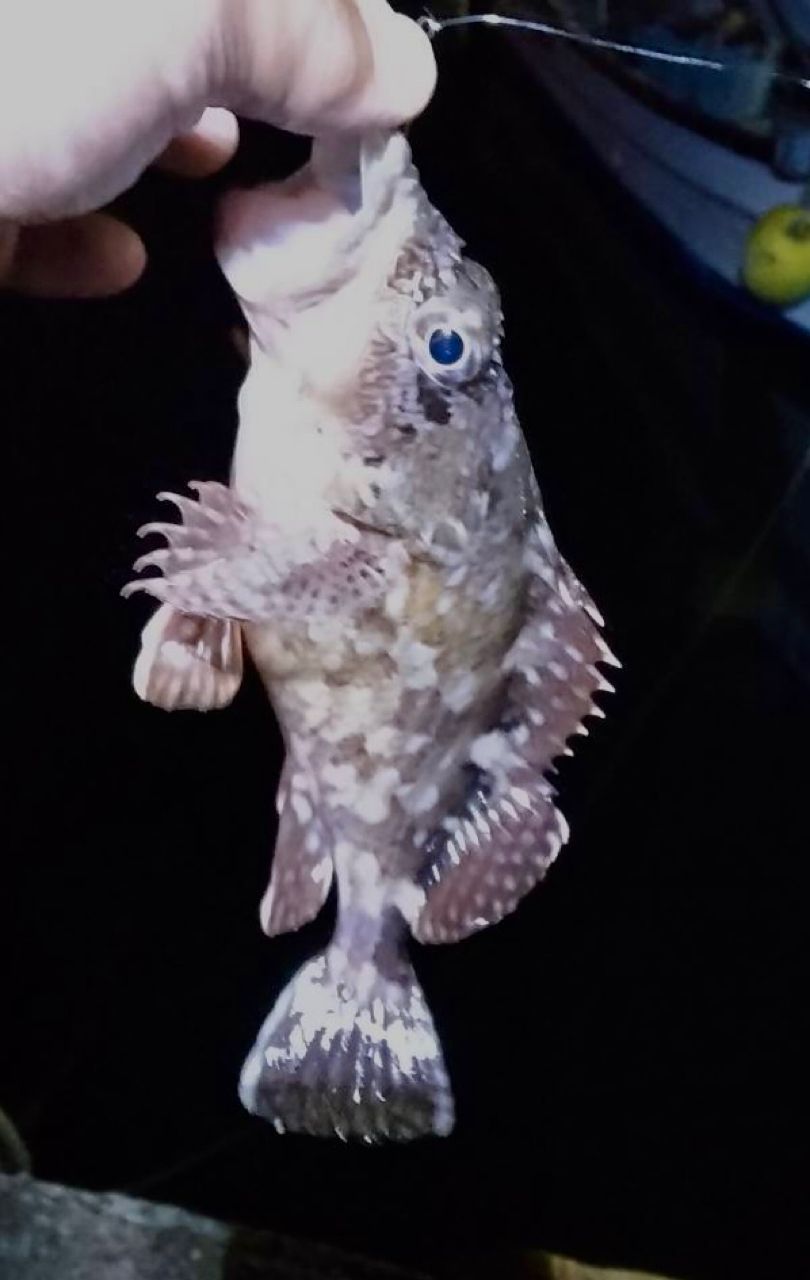 チャリコ
