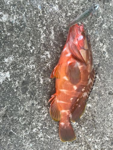 アカハタの釣果