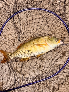 ムネアカクチビの釣果