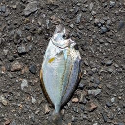ヒイラギ