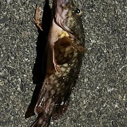 カサゴ