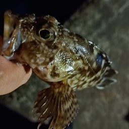 カサゴ