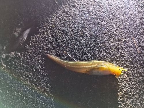 表浜名湖
