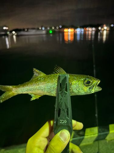 クロムツの釣果