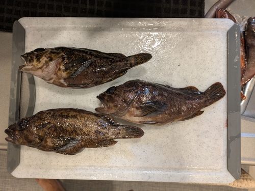 ムラソイの釣果