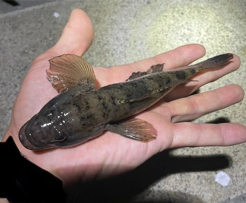 ウロハゼの釣果