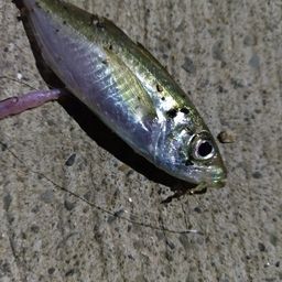 アジ
