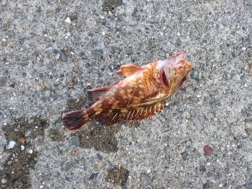 カサゴの釣果
