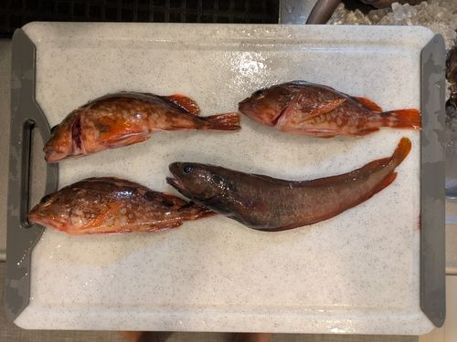 カサゴの釣果