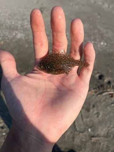 ソゲの釣果