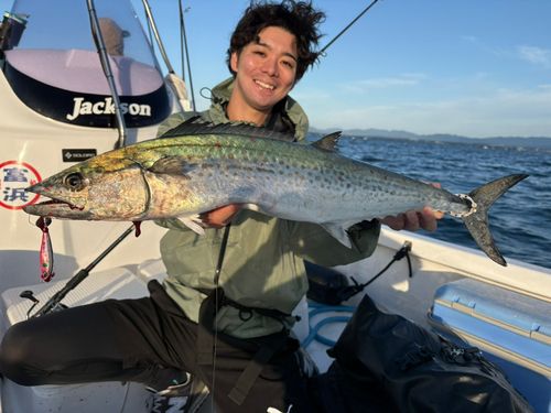 サワラの釣果