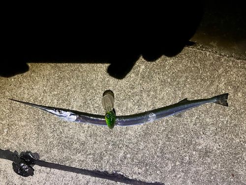 ダツの釣果